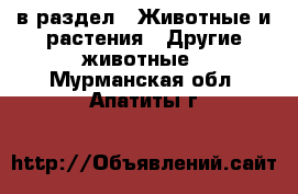  в раздел : Животные и растения » Другие животные . Мурманская обл.,Апатиты г.